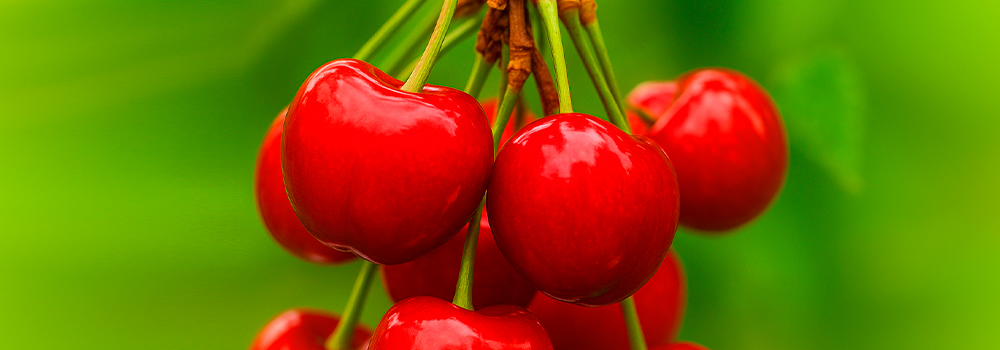 Cerezas rojas brillantes colgando del árbol.
