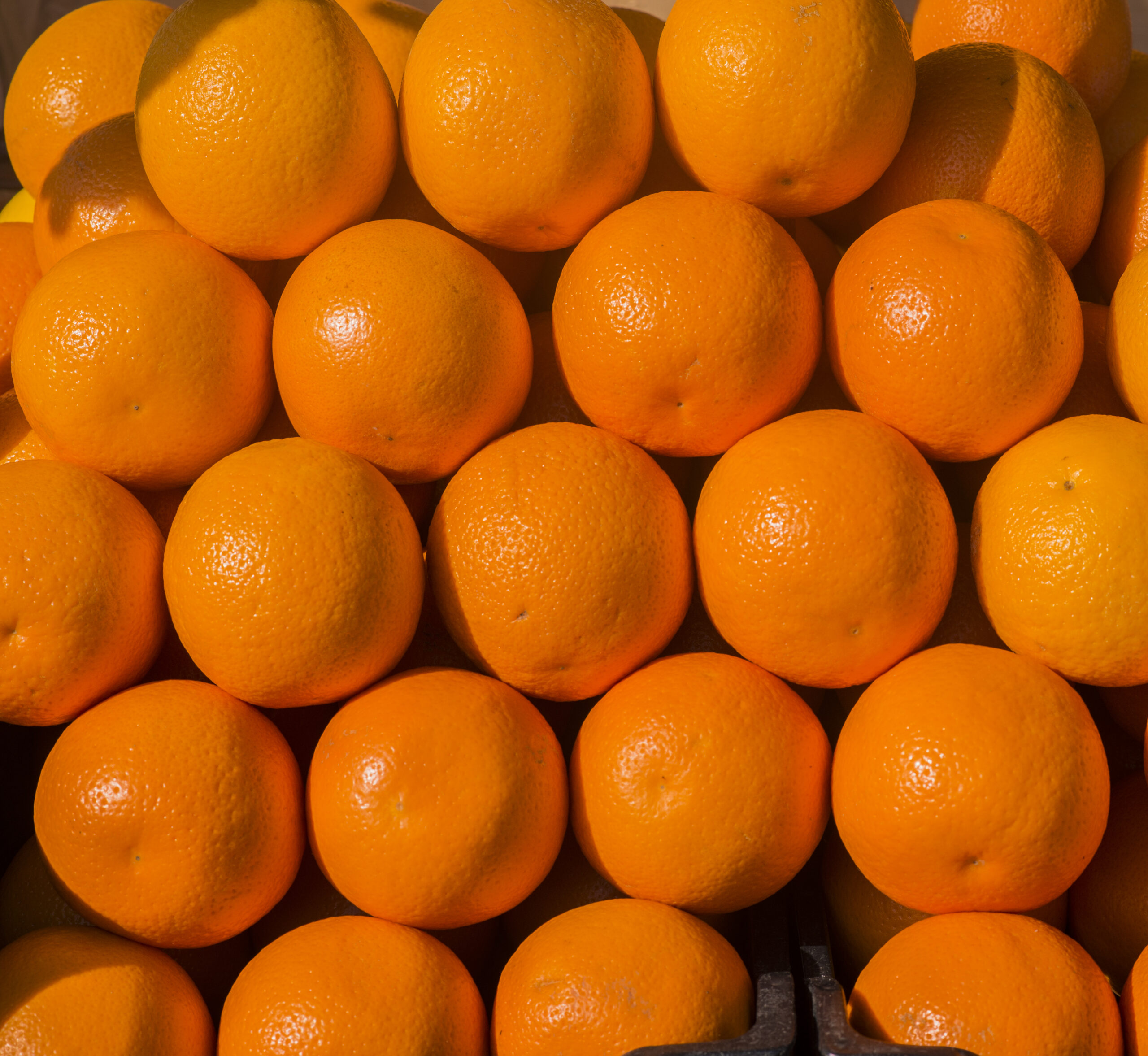 Naranjas frescas de exportación.